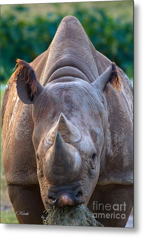 Busch Gardens Metal Print featuring the photograph Staring Down Rhino by Sue Karski