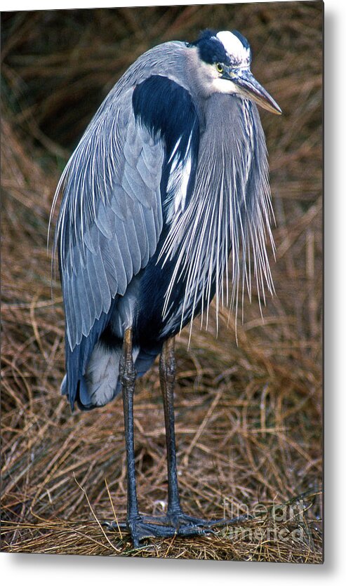 Nature Metal Print featuring the photograph Stoic by Skip Willits