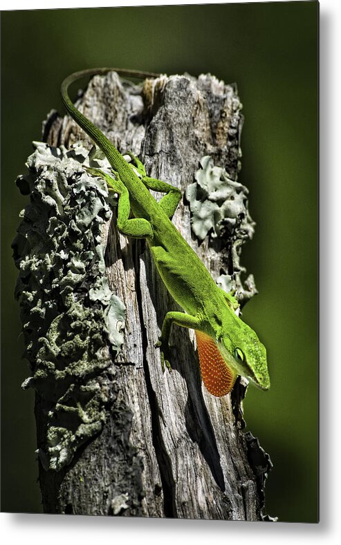 Green Anole Metal Print featuring the photograph Stressed Anole by Donald Brown