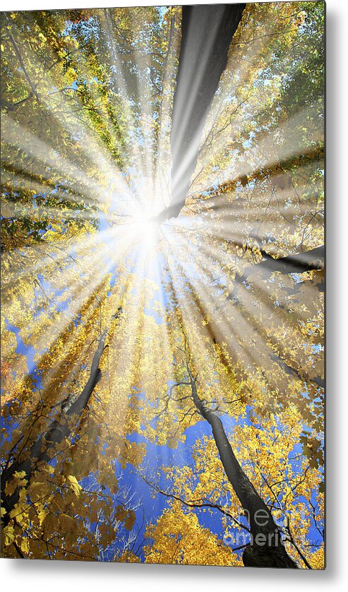 Autumn Metal Print featuring the photograph Sunrays in the forest by Elena Elisseeva