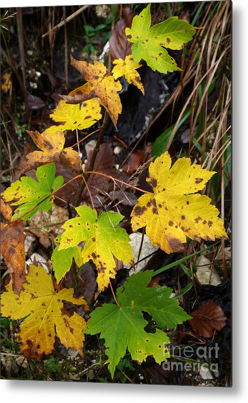 Woodland Metal Print featuring the photograph Sycamore Maple Leaves in Autumn by Phil Banks