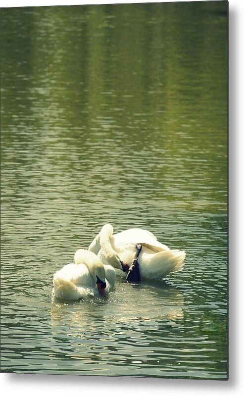 Swan Bath Metal Print featuring the photograph Synchronized Swan Bath by Laurie Perry