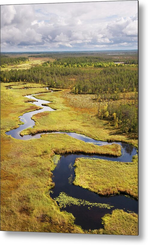 Cedar Tree Metal Print featuring the photograph Taiga. Western Siberia by Pro-syanov