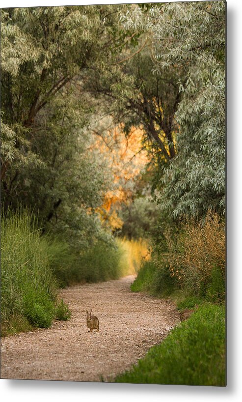 Bunny Metal Print featuring the photograph The Bunny Trail by Hermes Fine Art