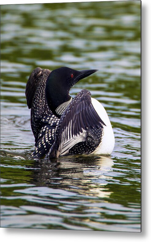 Bird Metal Print featuring the photograph The Common Loon by Bill and Linda Tiepelman
