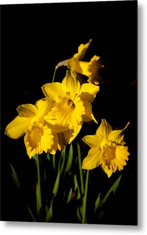 Daffodils Metal Print featuring the photograph The Daffodils by David Patterson