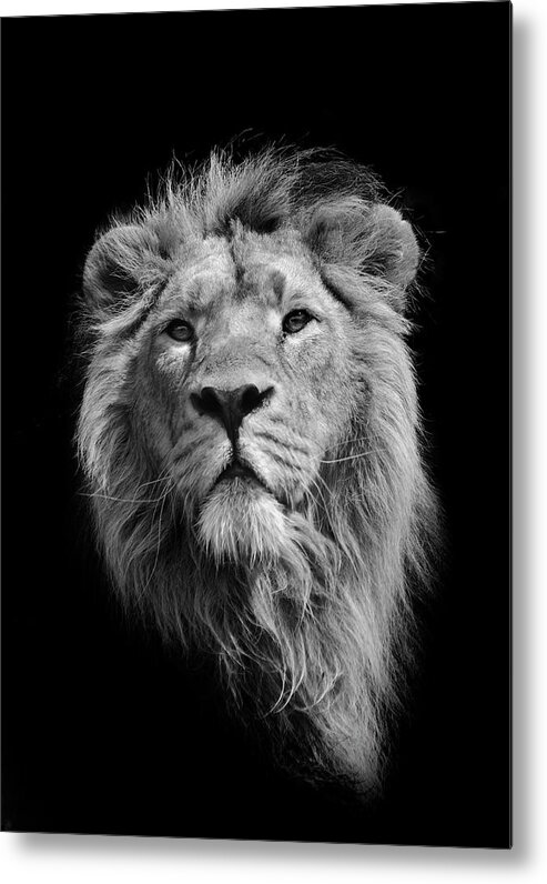 Animal Themes Metal Print featuring the photograph The King Asiatic Lion by Stephen Bridson Photography