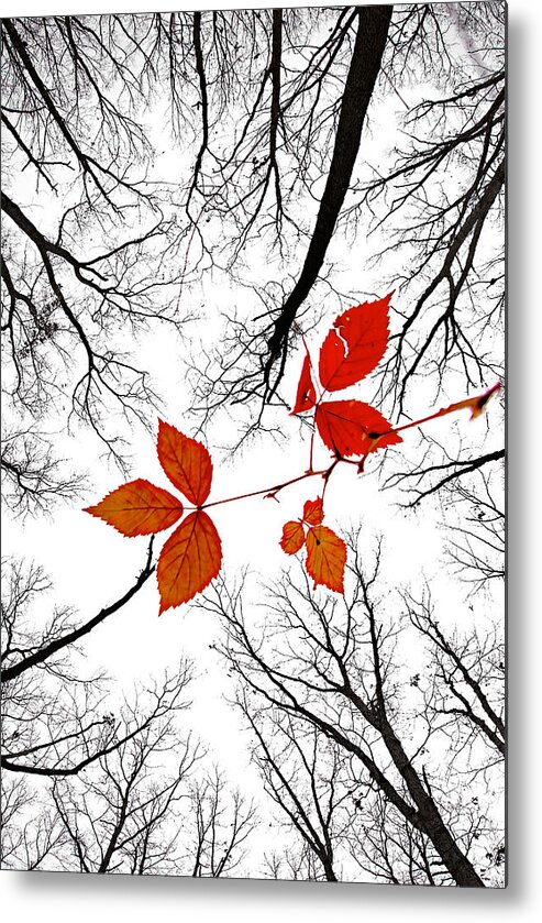 2009 Metal Print featuring the photograph The last leaves of November by Robert Charity