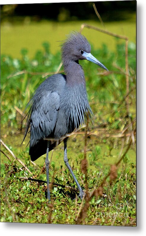 Heron Metal Print featuring the photograph The Little Blue Heron by Kathy Baccari