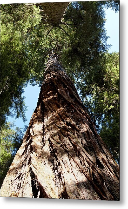Redwood Metal Print featuring the photograph The Redwoods by Betty Depee