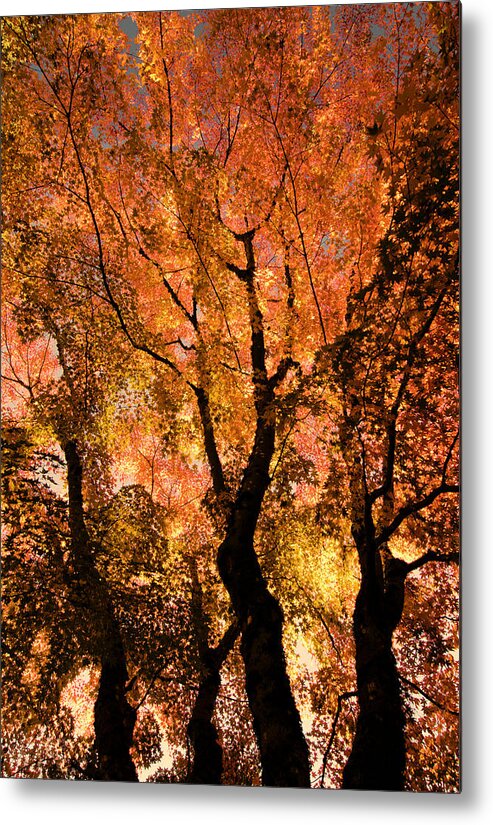 Maple Metal Print featuring the photograph The Trees Dance as the Sun Smiles by Don Schwartz