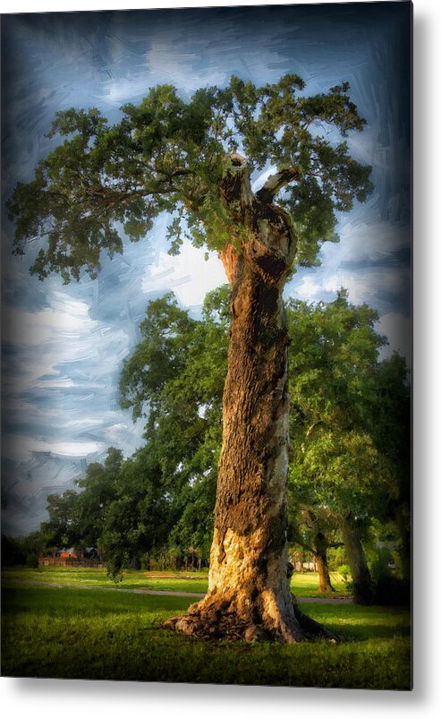 Oak Metal Print featuring the photograph The Wisdom Tree by Sandra Lynn