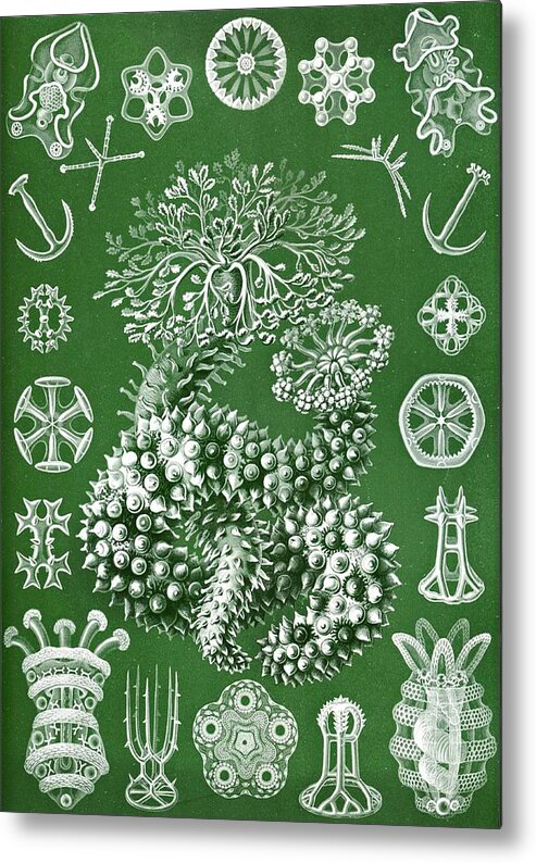 From Kunstformen Natur Metal Print by Ernst Haeckel - Fine Art