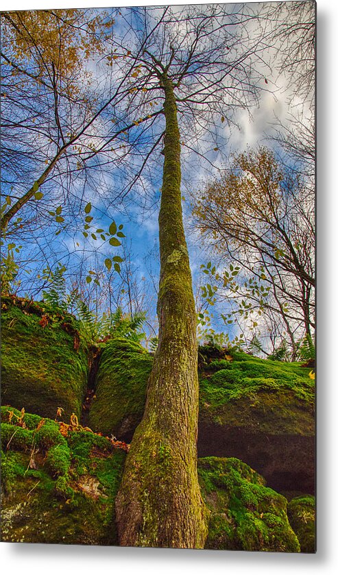 Allegheny State Forest Metal Print featuring the photograph Tree and Rocks by Guy Whiteley