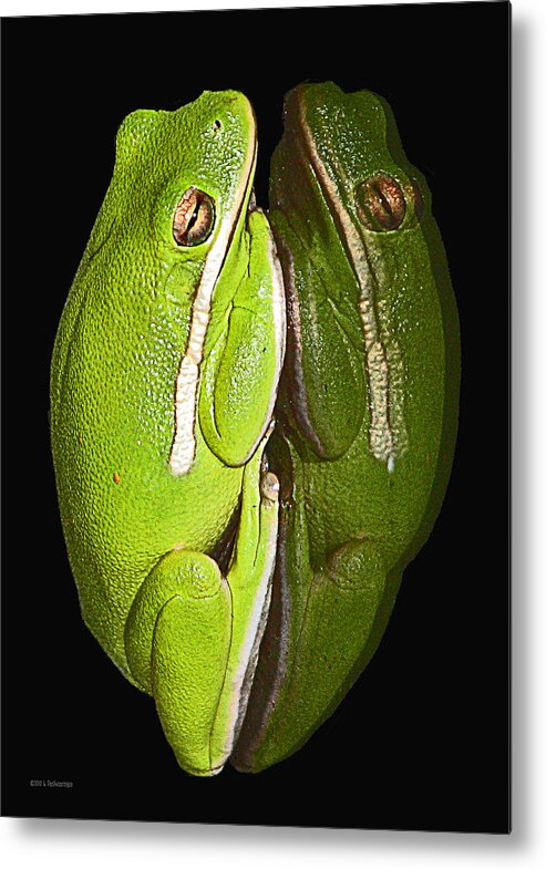 Tree Frog Canvas Print Metal Print featuring the photograph Tree Frog Reflection by Lucy VanSwearingen