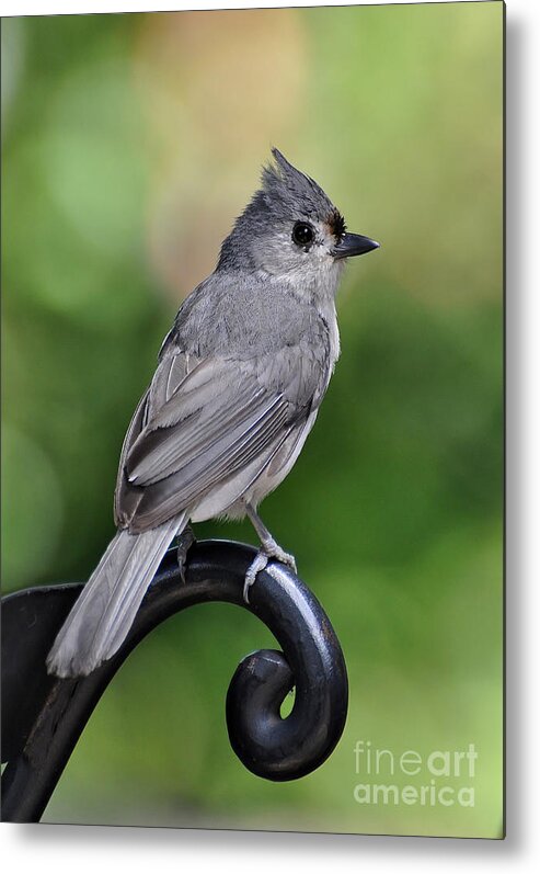Birds Metal Print featuring the photograph Tufted Titmouse by Kathy Baccari