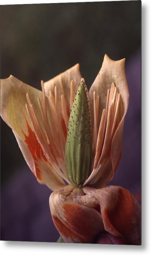 Retro Images Archive Metal Print featuring the photograph Tulip Tree Flower by Retro Images Archive