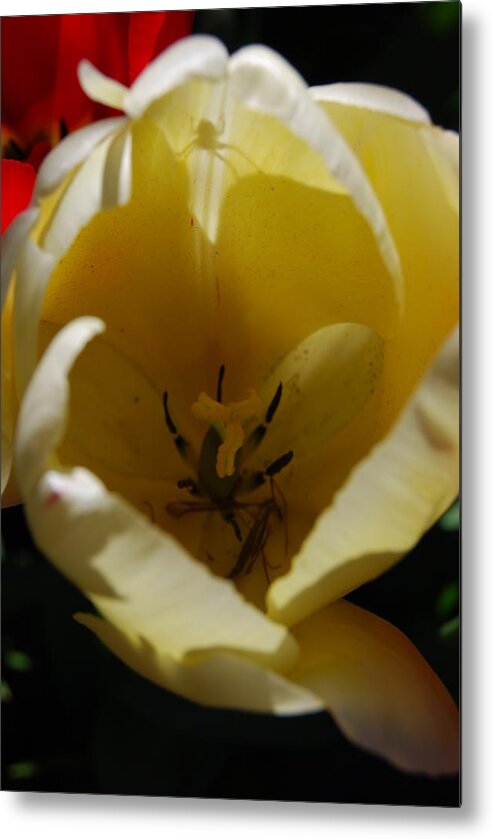 White Tulips Metal Print featuring the photograph Tulip's Kiss by Jani Freimann