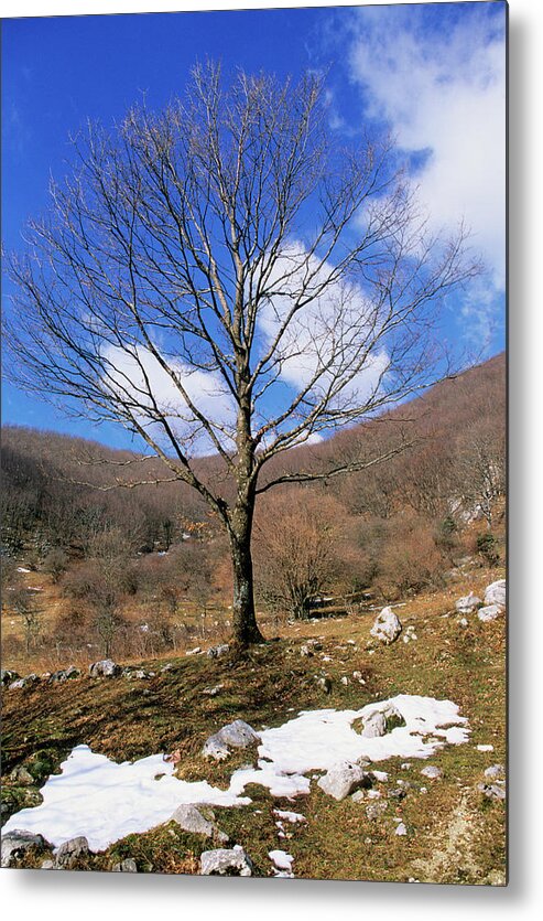 Turkey Oak Metal Print featuring the photograph Turkey Oak (quercus Cerris) by Bruno Petriglia/science Photo Library