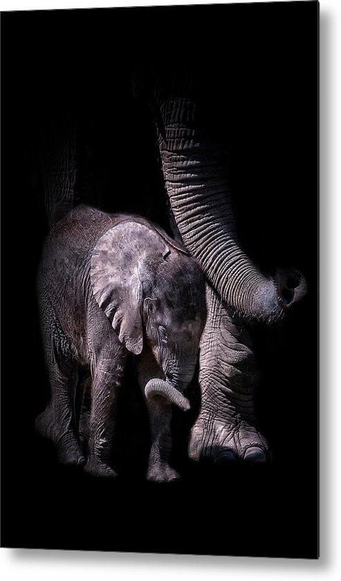 Crystal Yingling Metal Print featuring the photograph Two Trunks by Ghostwinds Photography