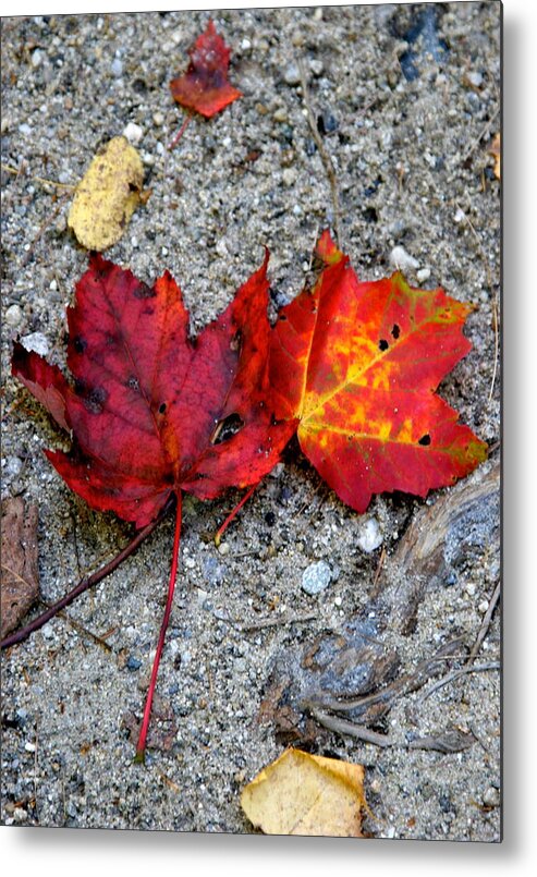 Autumn Metal Print featuring the photograph Underfoot by Mary Sullivan