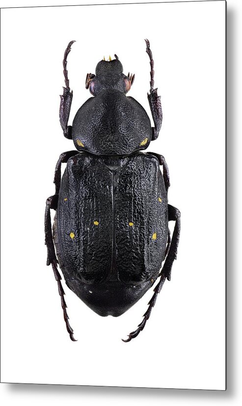 1 Metal Print featuring the photograph Variable Chafer by F. Martinez Clavel