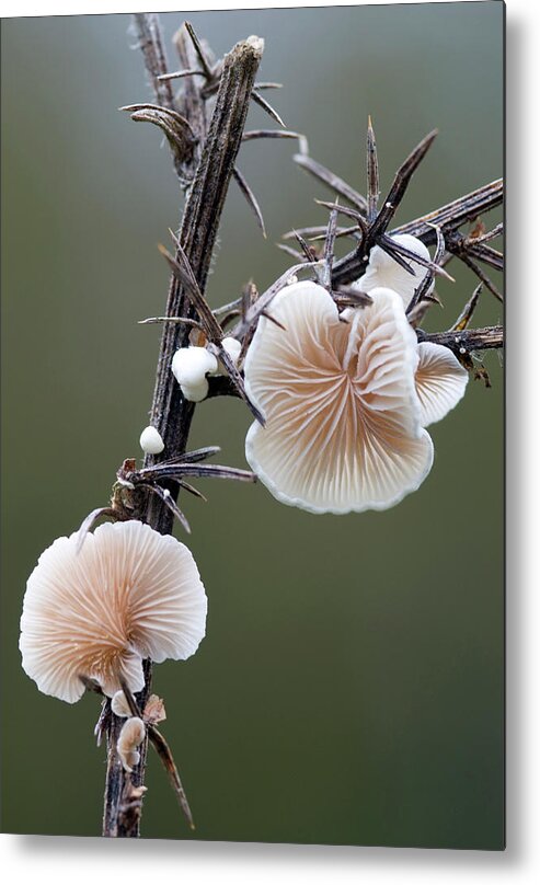 Fungi Metal Print featuring the photograph Variable Oysterling Fungus by Nigel Downer