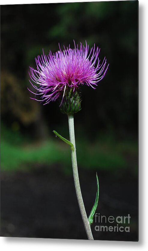 Violet Metal Print featuring the photograph Violet Thistle by Sarka Olehlova