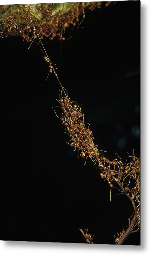 Feb0514 Metal Print featuring the photograph Weaver Ants Forming A Bridge Papua New by Mark Moffett