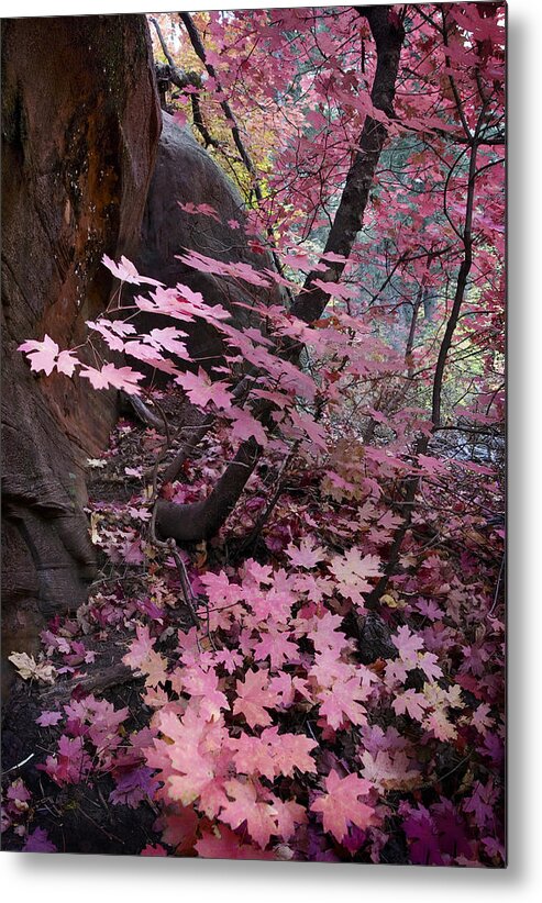 West Metal Print featuring the photograph West Fork Fall Colors by Dave Dilli