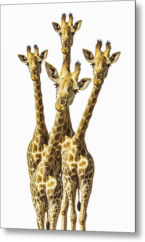Giraffe Metal Print featuring the photograph What are YOU looking at? by Diane Diederich