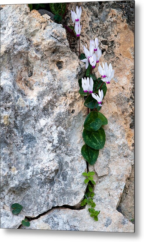 Cyclamen Metal Print featuring the photograph White Cyclamen flowers by Michalakis Ppalis