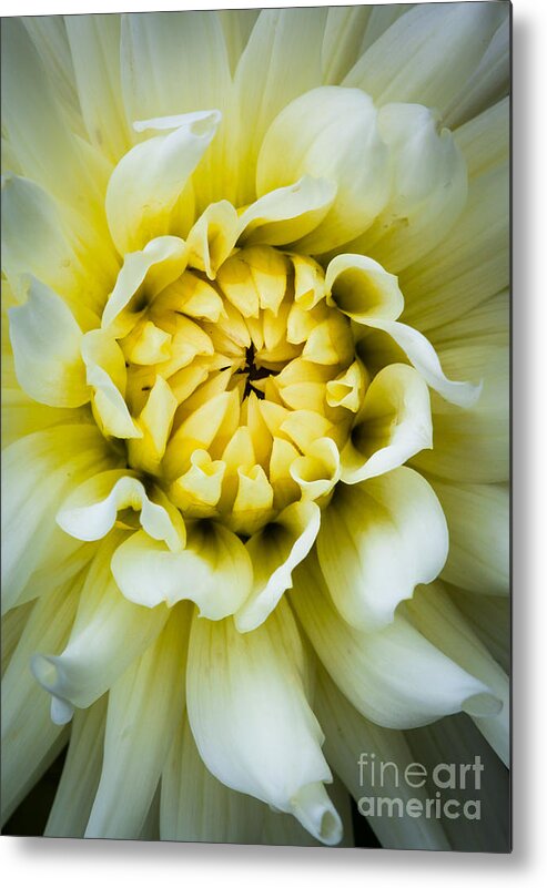 America Metal Print featuring the photograph White Dahlia by Inge Johnsson