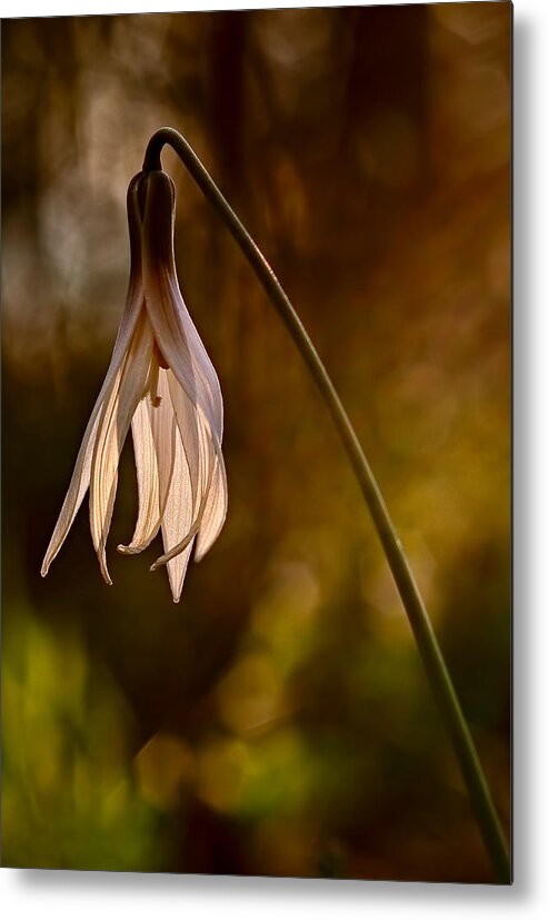 2012 Metal Print featuring the photograph White Dogtooth Violet by Robert Charity