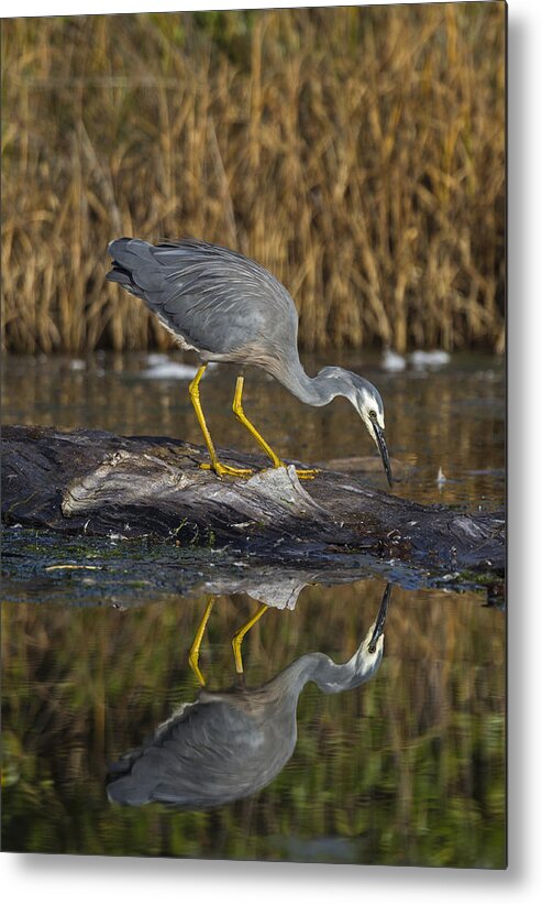 Feb0514 Metal Print featuring the photograph White-faced Heron Foraging Hawkes Bay by Mark Hughes