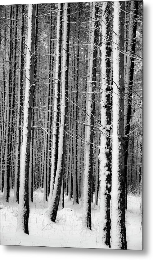 Tranquility Metal Print featuring the photograph White Forest by Rambynas