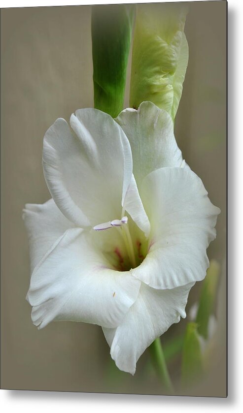Plant Metal Print featuring the photograph White Gladiola Flower by Nathan Abbott