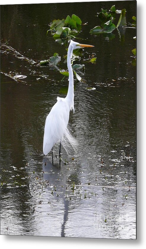 Wildlife Metal Print featuring the photograph White Heron by Amanda Mohler