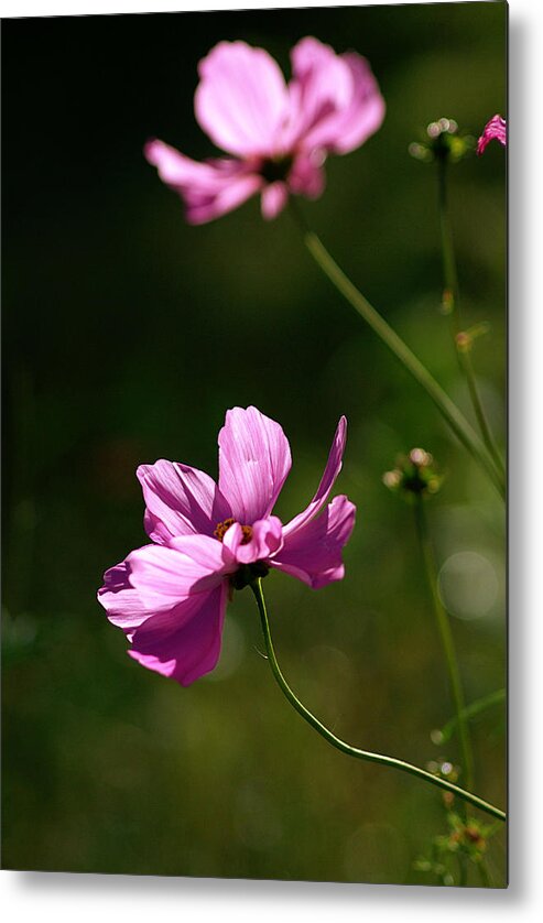 Wild Flowers Metal Print featuring the photograph Wild Flowers by Judy Salcedo