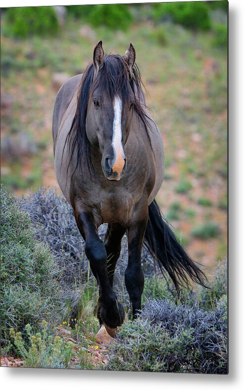 Wild Horse Metal Print featuring the photograph Wild Stallion by Greg Norrell