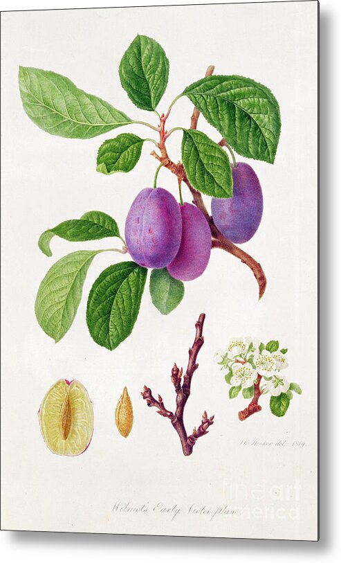 Plums; Plum Blossom; Fruit; Branch; Cross-section; Leaves; Botanical Illustration Metal Print featuring the painting Wilmot's Early Violet Plum by William Hooker