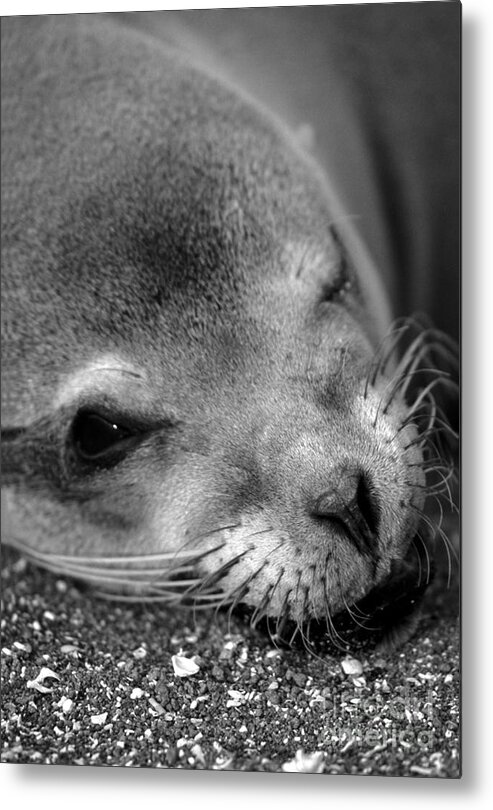Sea Lion Metal Print featuring the photograph Winking Sea Lion by Chris Scroggins
