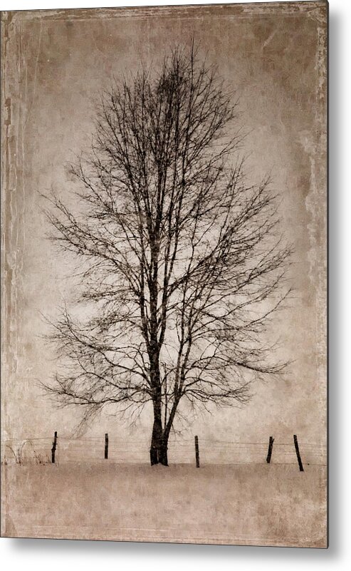 Winter Metal Print featuring the photograph Winter Tree by Fred LeBlanc