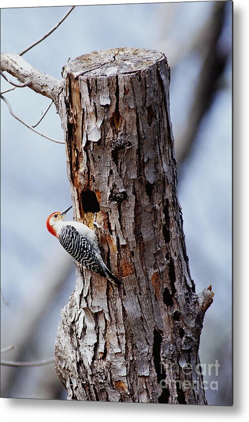 Male Metal Print featuring the photograph Woodpecker And Starling Fight For Nest by Gregory G. Dimijian