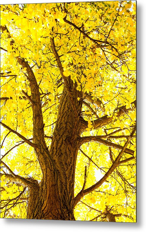 Michael Robert Hartman Photography Metal Print featuring the photograph Yellow Leaves by Michael Robert Hartman