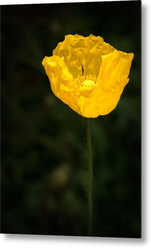 Yellow Poppy Metal Print featuring the photograph Yellow Poppy by Onyonet Photo studios
