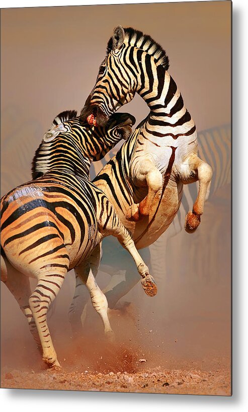 Wild Metal Print featuring the photograph Zebras fighting by Johan Swanepoel