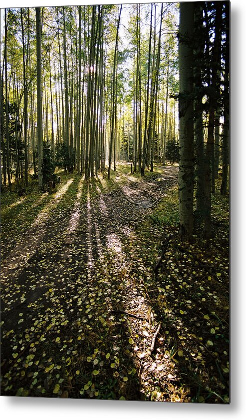 Red River Metal Print featuring the photograph Aspen Grove On Old Red River Pass by Ron Weathers