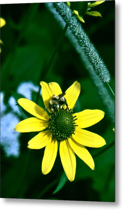 Bumble Bee Metal Print featuring the photograph Bumble Bee on Black Eyed Susan by Lori Miller