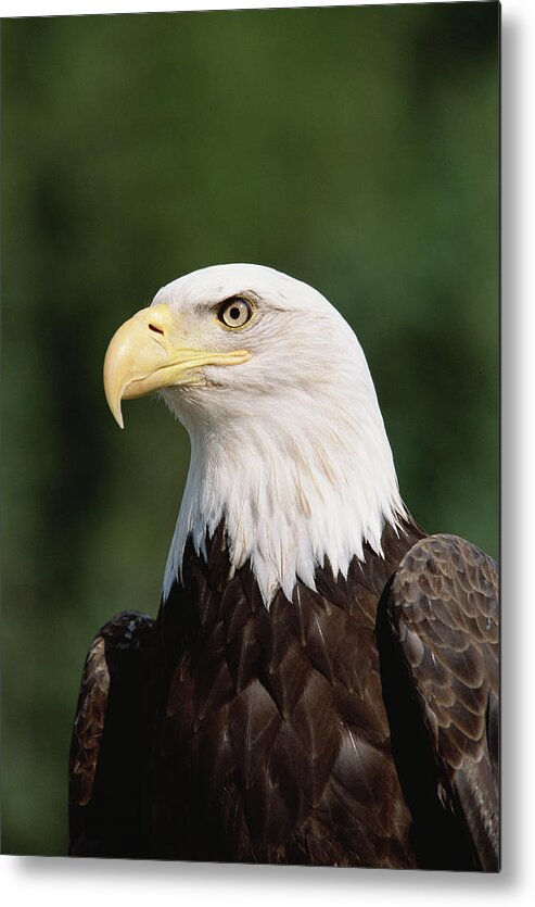 Mp Metal Print featuring the photograph Bald Eagle Haliaeetus Leucocephalus #1 by Konrad Wothe